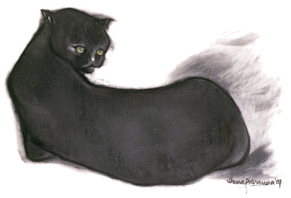 The Cat