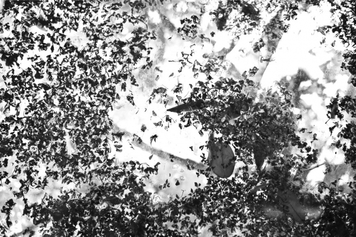 Interpretation of the Common 1