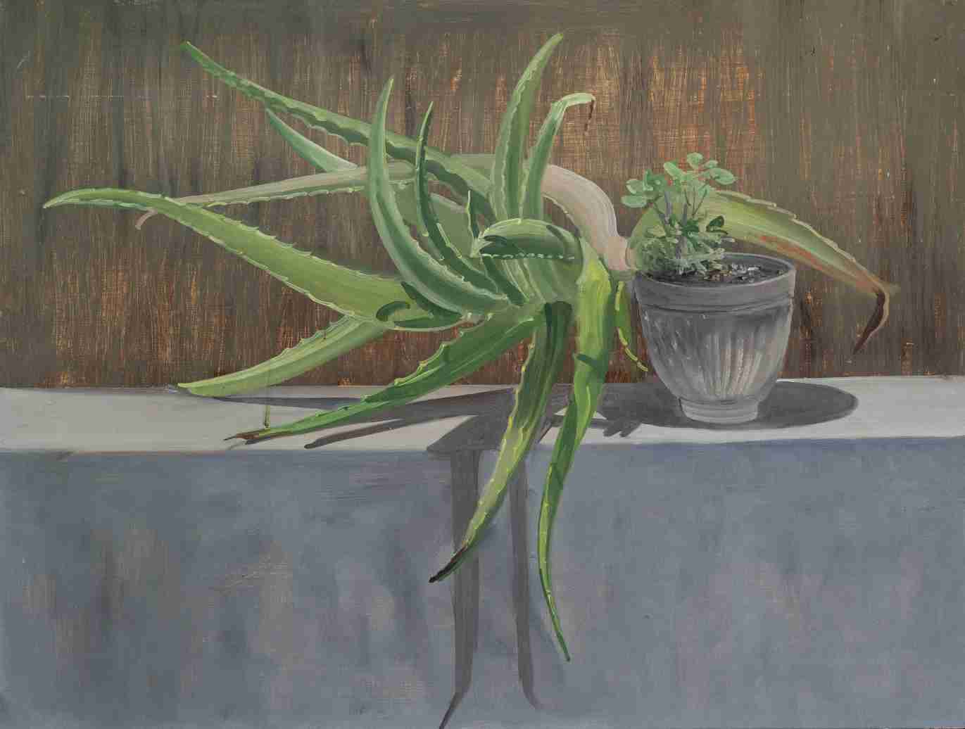 Aloe Vera Plant,