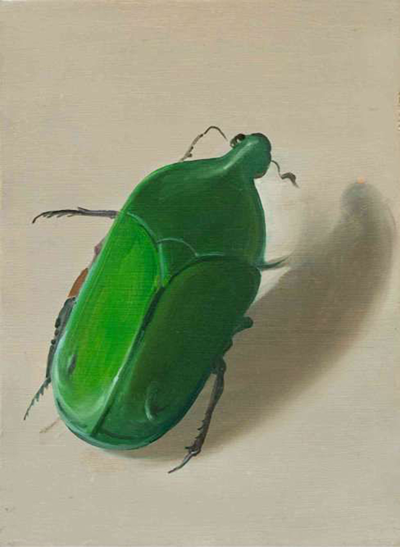 Asiatic Rhinosaurus Beetle
