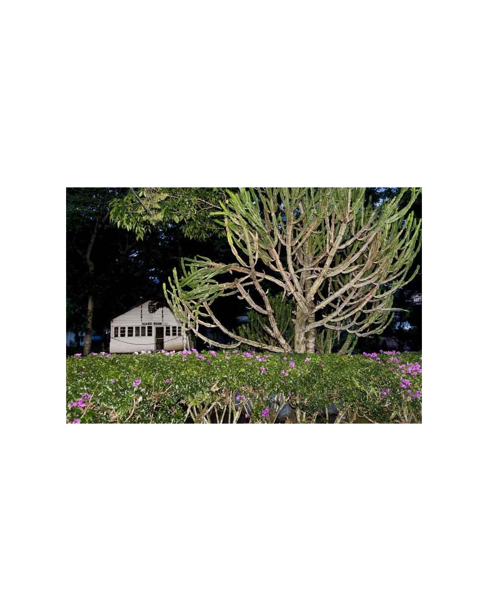 Trees 44