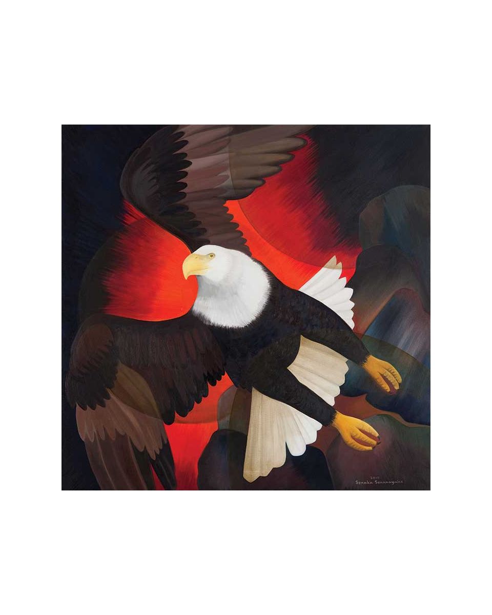 Bald Eagle 