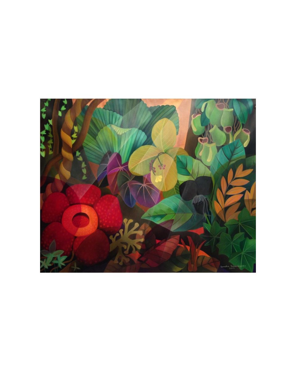 Blooming Rafflesia