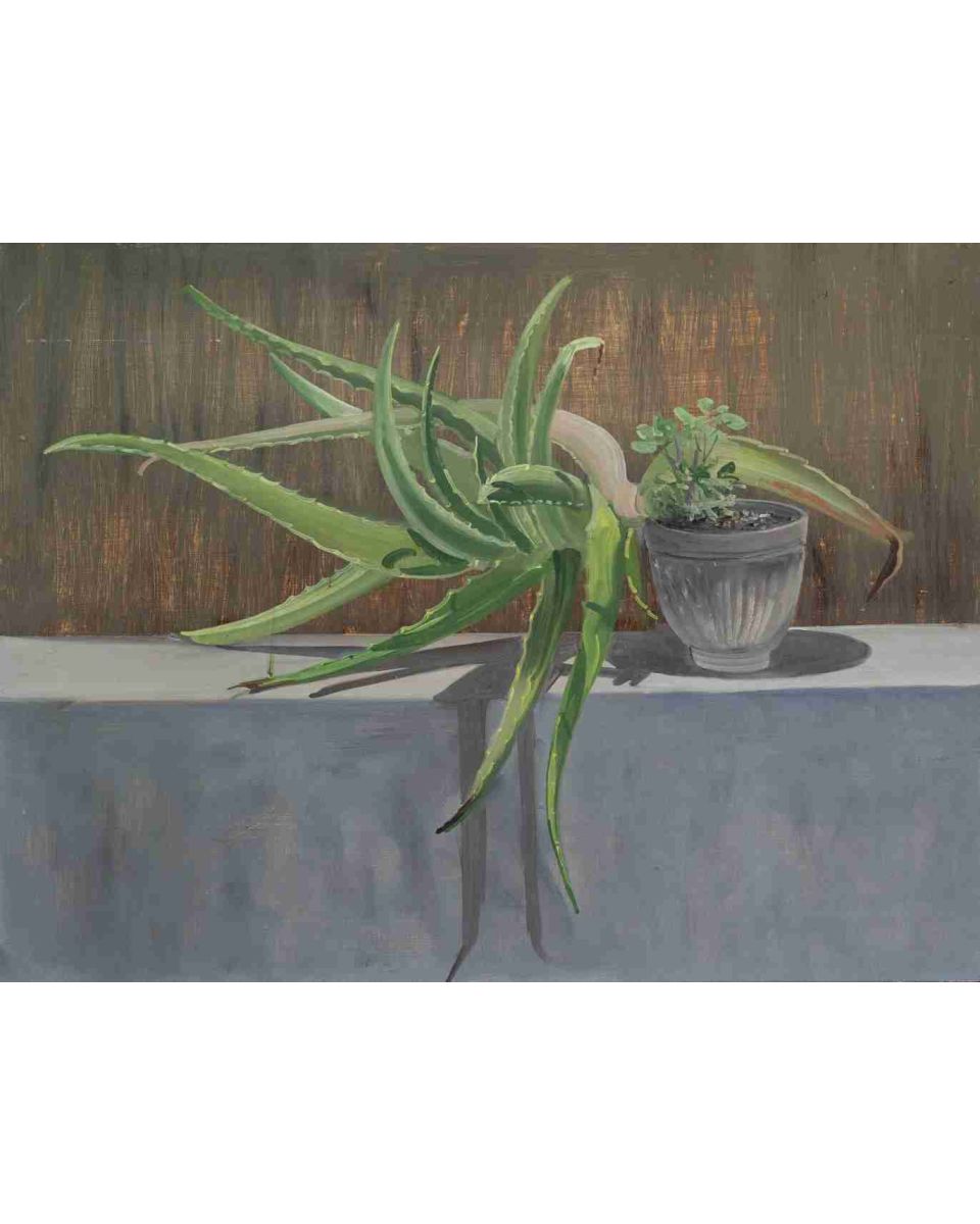 Aloe Vera Plant,