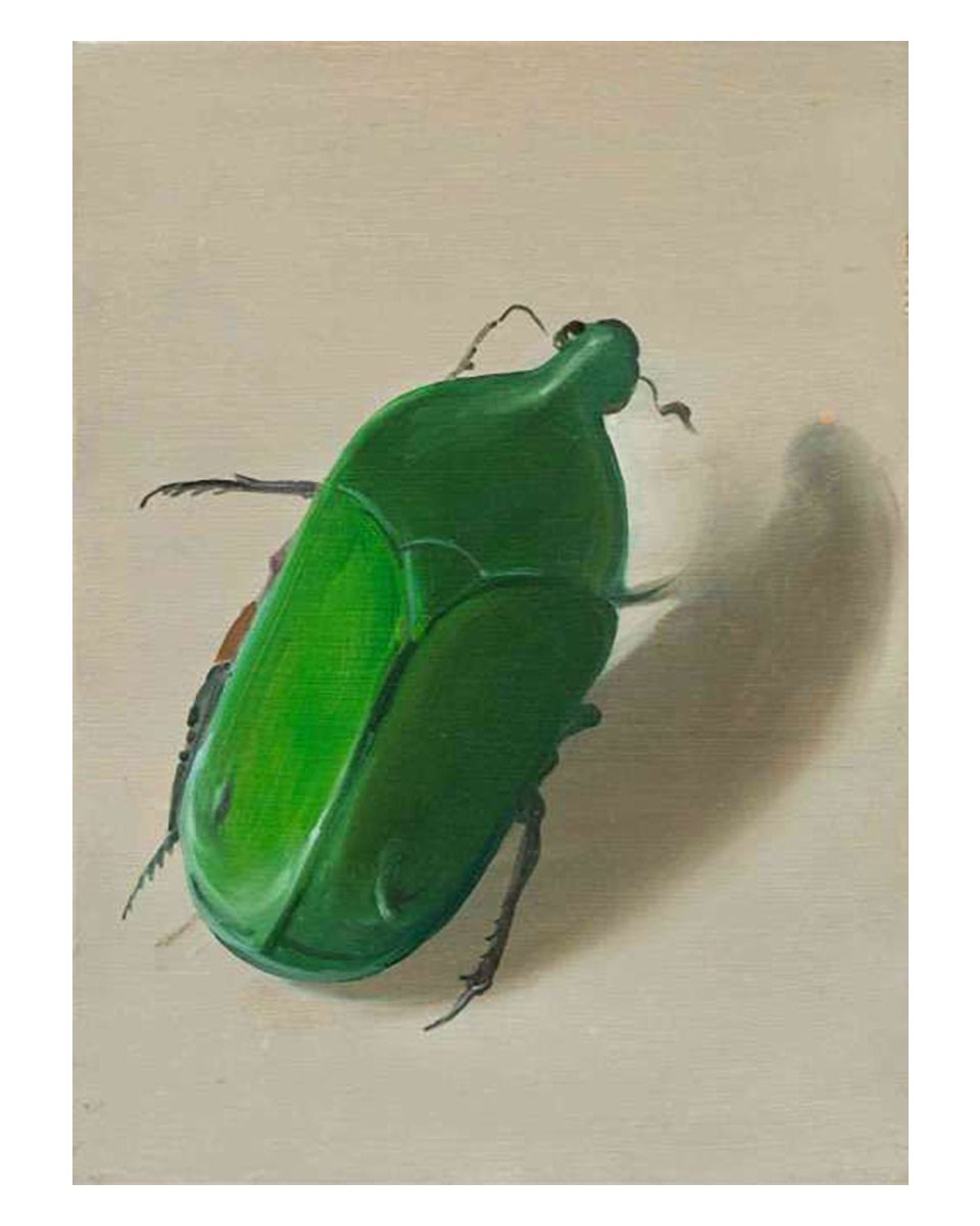 Asiatic Rhinosaurus Beetle