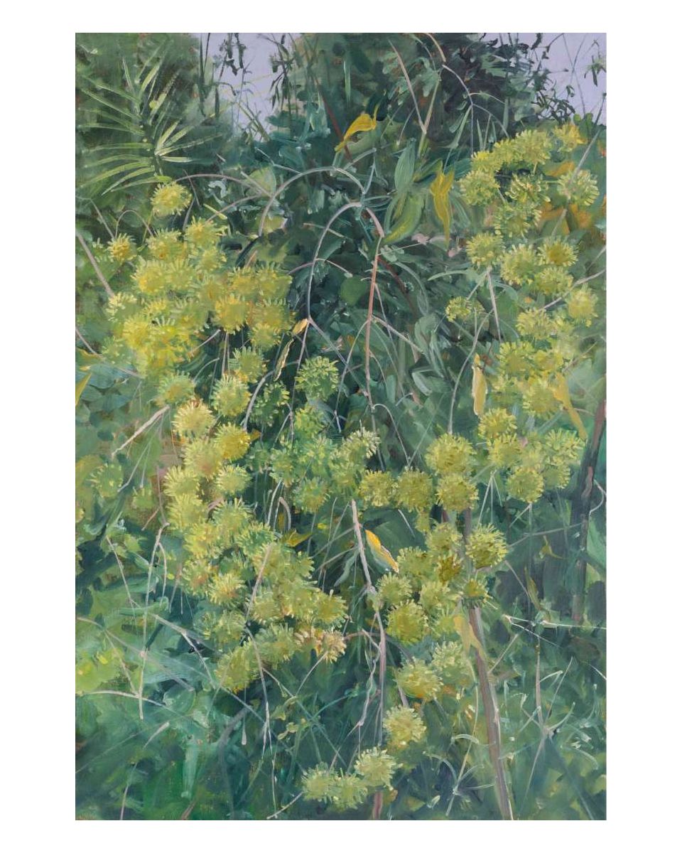 Rambutan Flowers 