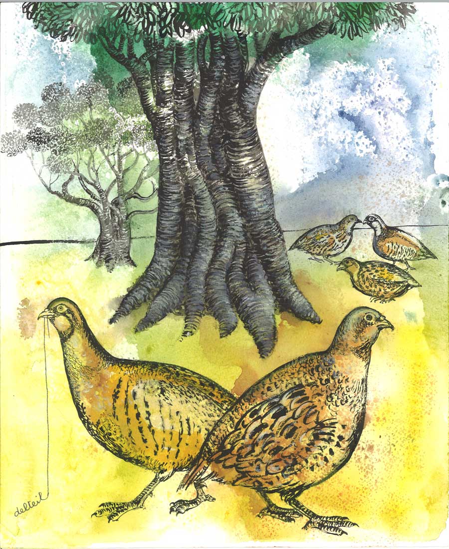 The Partridges