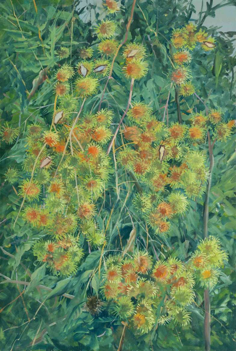 Rambutan Flowers