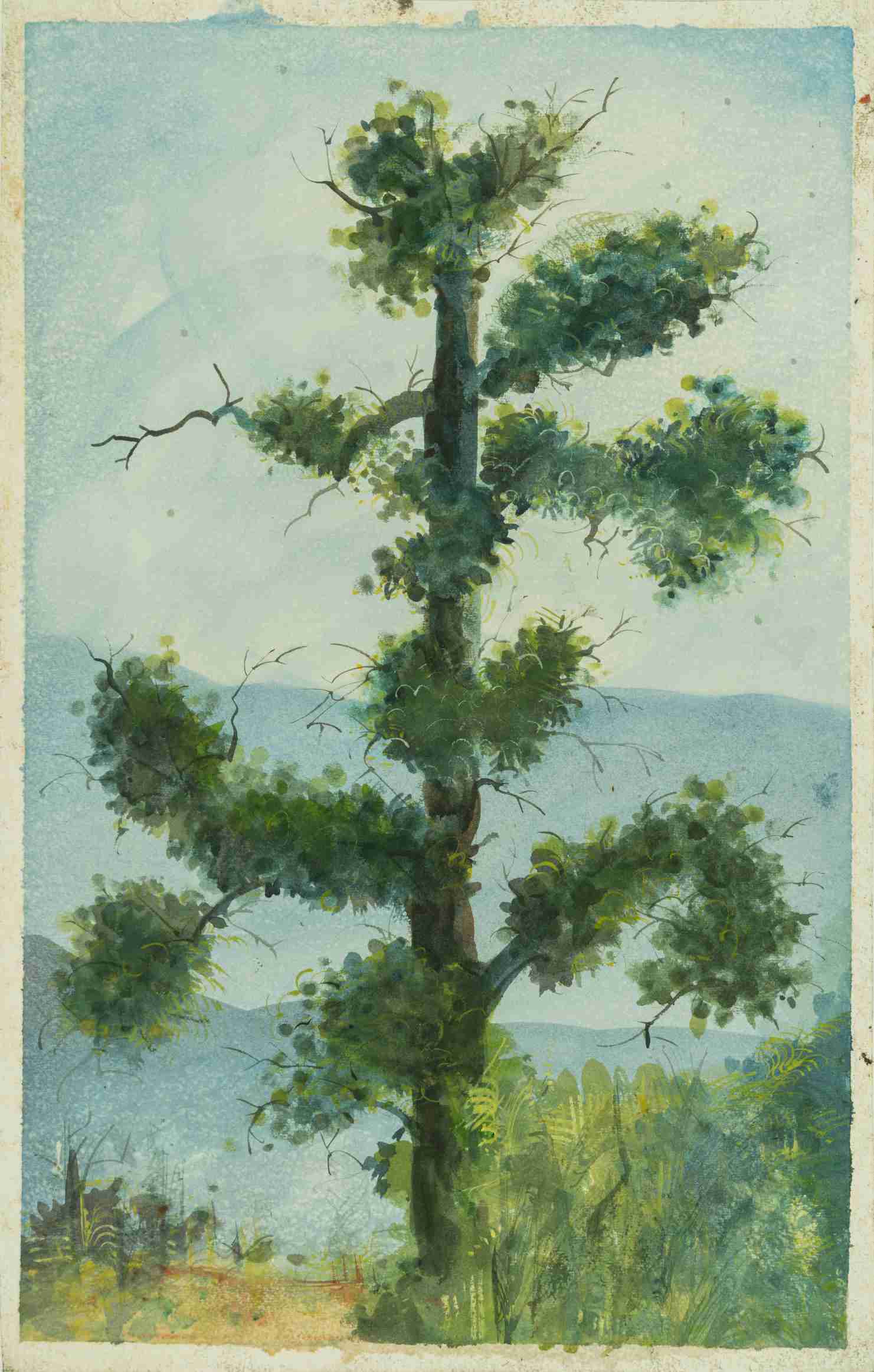 A Himalayan Tree